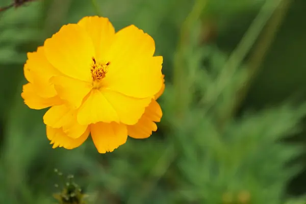 Nahaufnahme Von Farbe Blume Wächst Freien — Stockfoto