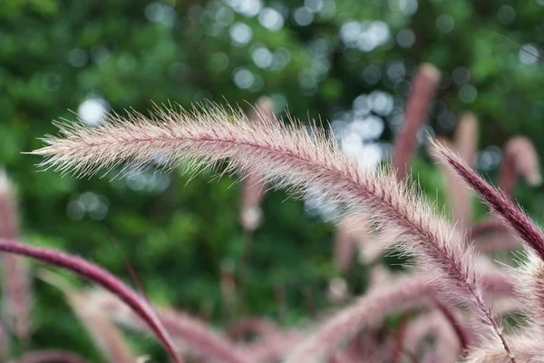 Gündüz Açık Havada Yeşil Kabarık Bitkilerin Yakın — Stok fotoğraf