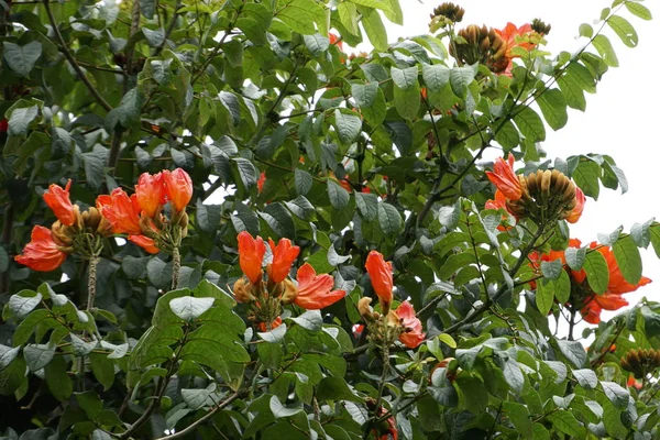 屋外で成長している色の花のクローズアップ — ストック写真