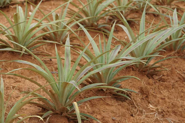 gündüz tarım alanının görünümü
