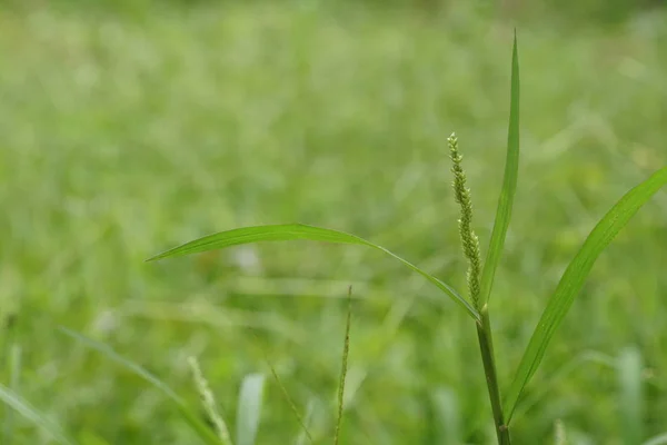 Primer Plano Las Plantas Verdes Aire Libre Durante Día — Foto de Stock