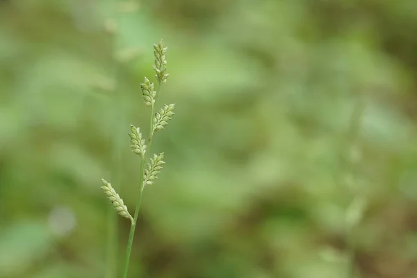 Primer Plano Las Plantas Verdes Aire Libre Durante Día — Foto de Stock