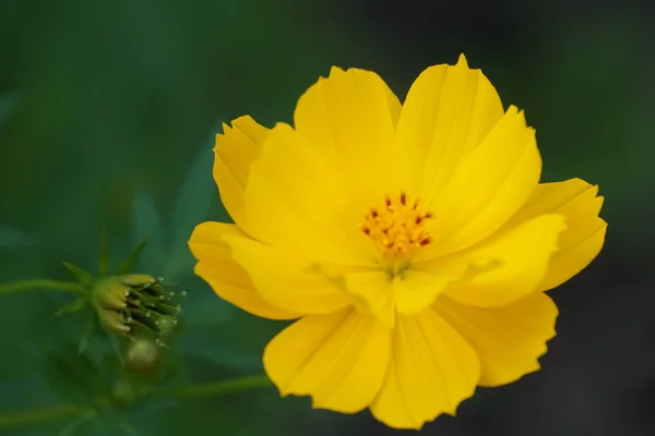 Primer Plano Flor Color Creciendo Aire Libre — Foto de Stock