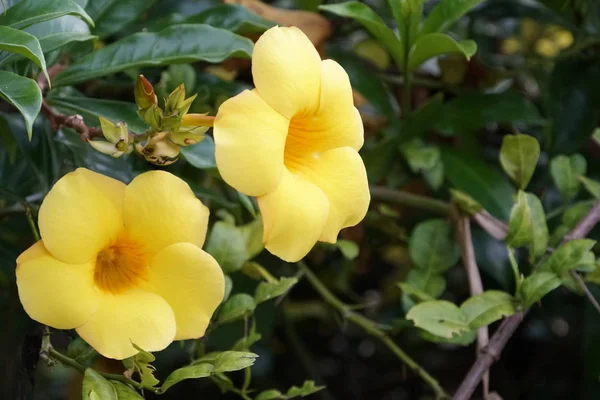 Açık büyüyen renk çiçekler yakın 