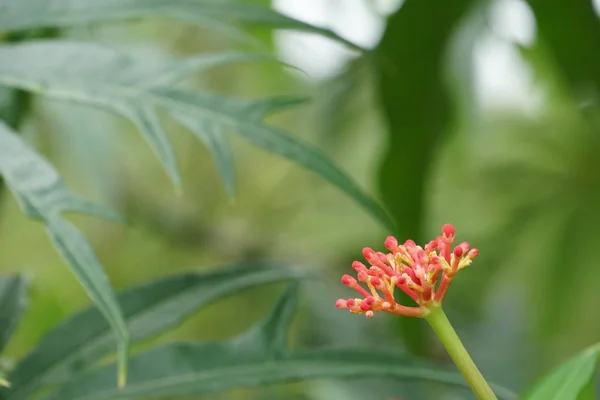 Close Van Kleur Bloemen Groeiende Outdoor — Stockfoto