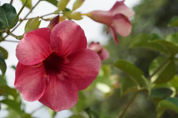 Gros Plan Fleurs Couleur Poussant Plein Air — Photo