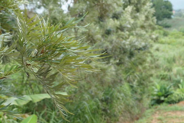 Primer Plano Las Plantas Verdes Aire Libre Durante Día — Foto de Stock