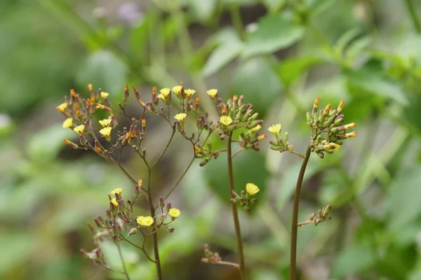 Flores Diente León Amarillo Silvestre Creciendo Prado Verano Día Soleado — Foto de Stock