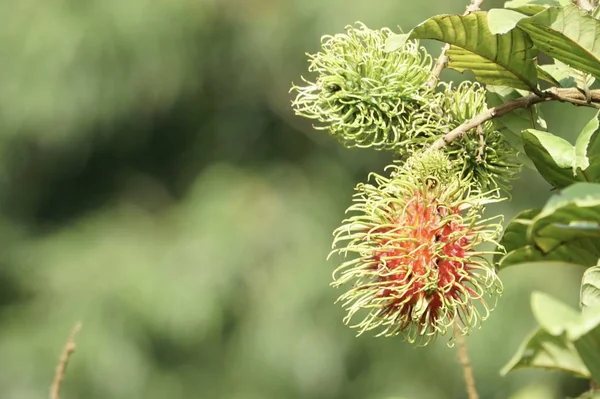Dalda olgunlaşan taze egzotik meyvelerin yakın plan çekimi.