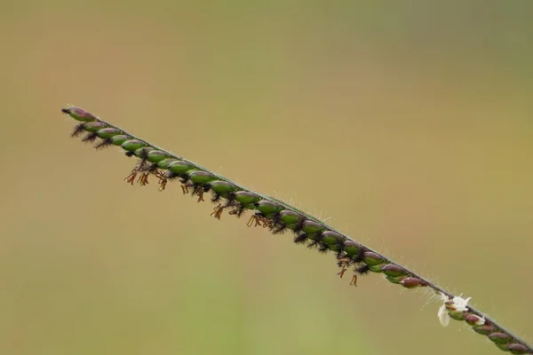 Närbild Gröna Växter Utomhus Dagtid — Stockfoto