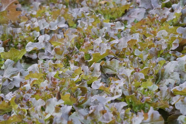 Serada Yetişen Salata Satırları Görünümü — Stok fotoğraf