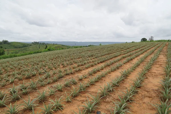 gündüz tarım alanının görünümü