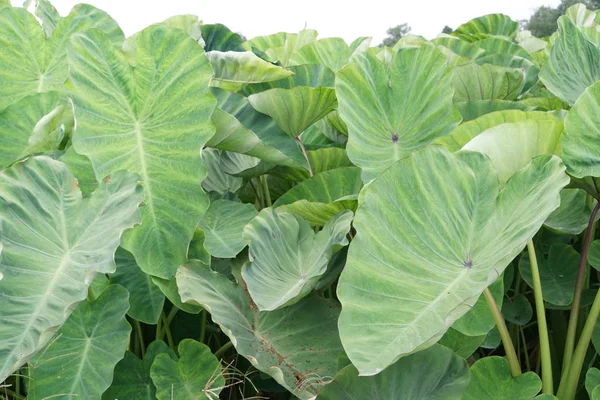 gündüz açık havada yeşil bitkilerin yakın 