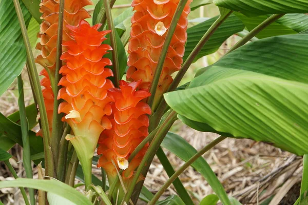 Närbild Färg Blommor Växer Utomhus — Stockfoto