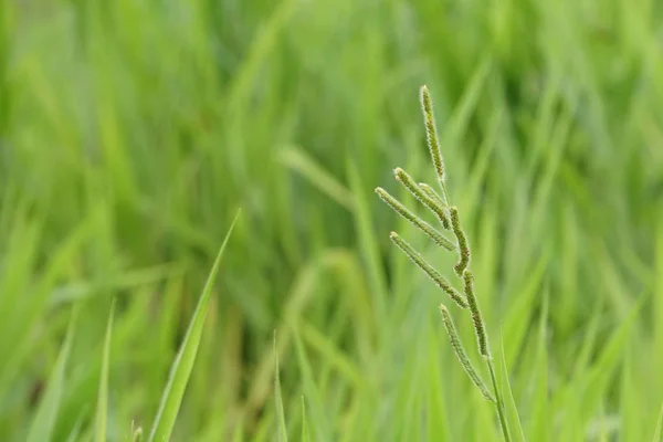 Close Plantas Verdes Livre Durante Dia — Fotografia de Stock