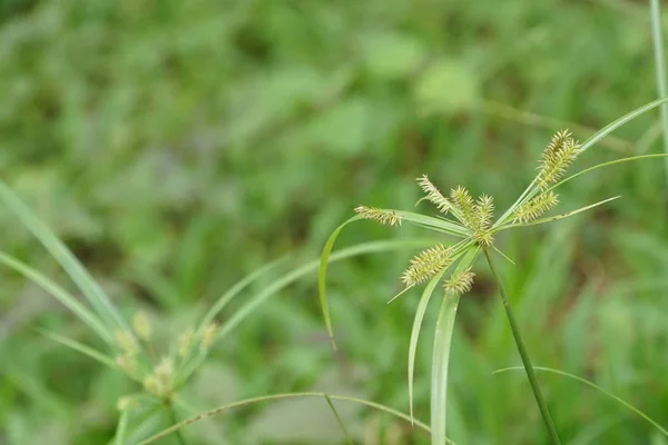 白天户外绿色植物的特写 — 图库照片