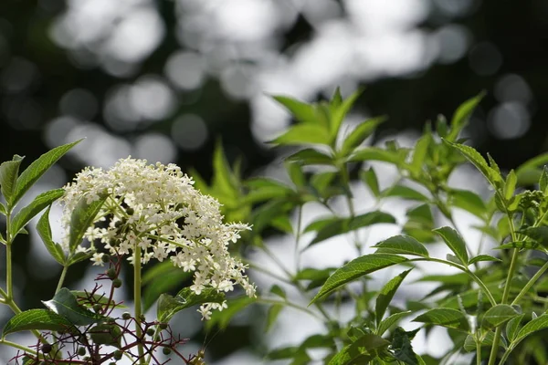 Close Color Flowers Growing Outdoor — Stock Photo, Image