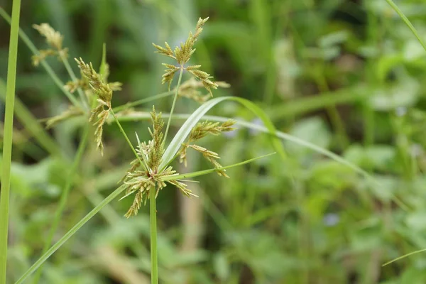 Close Van Groene Planten Buitenshuis Overdag — Stockfoto