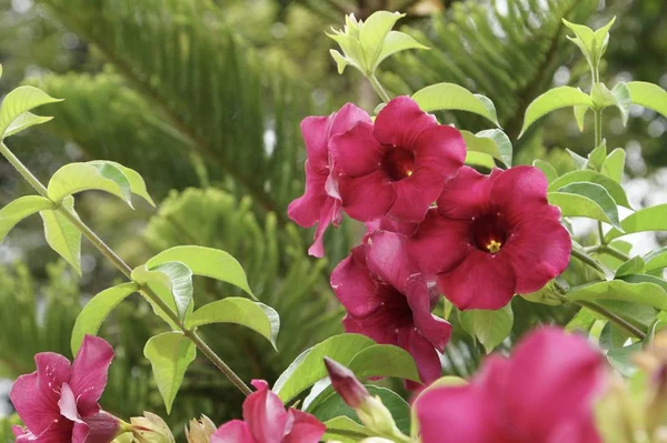 Gros Plan Fleurs Couleur Poussant Plein Air — Photo