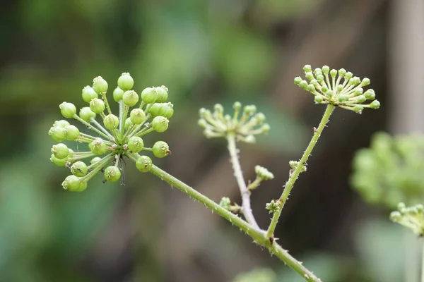 Close Plantas Verdes Livre Durante Dia — Fotografia de Stock