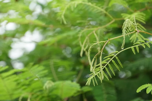 Close Green Plants Outdoors Daytime — Stock Photo, Image