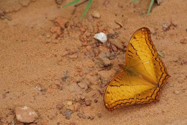 Κοντινό Κομμάτι Της Όμορφης Πεταλούδα Πόσιμο Νερό Εξωτερικούς Χώρους — Φωτογραφία Αρχείου