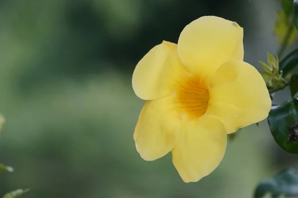 Zbliżenie Kolor Kwiat Rośnie Zewnątrz — Zdjęcie stockowe