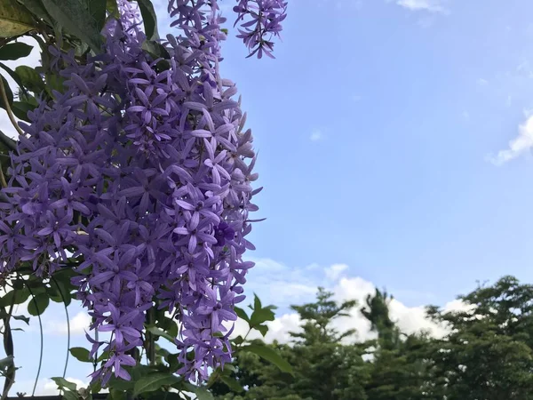 屋外で成長している色の花のクローズアップ — ストック写真