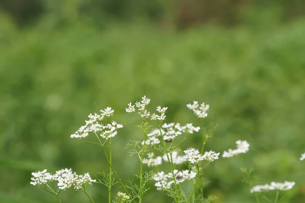 Nahaufnahme Von Farbigen Blumen Die Freien Wachsen — Stockfoto