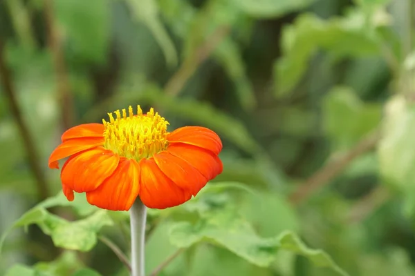 Närbild Färg Blomma Växande Utomhus — Stockfoto