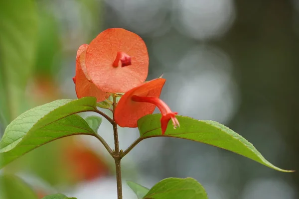 Close Color Flowers Growing Outdoor — Stock Photo, Image