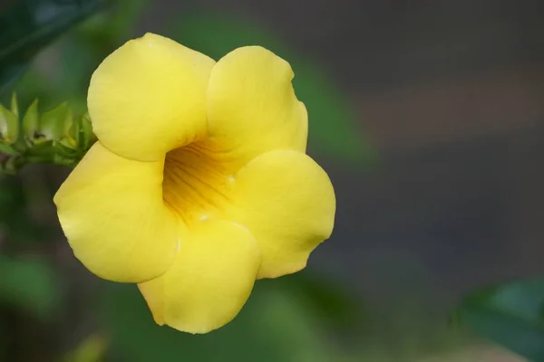 Nahaufnahme Von Farbe Blume Wächst Freien — Stockfoto