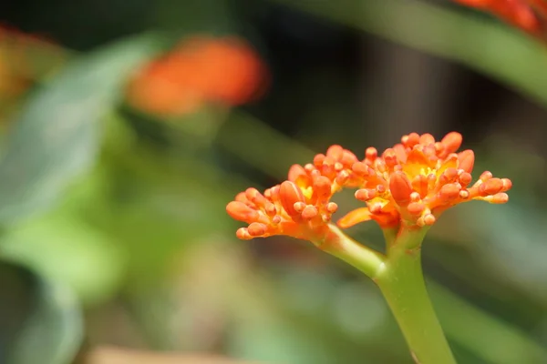 Close Van Oranje Exotische Bloemen Kweken Buiten — Stockfoto