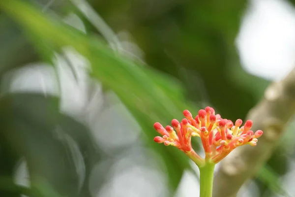 Close Van Kleur Bloemen Groeiende Outdoor — Stockfoto