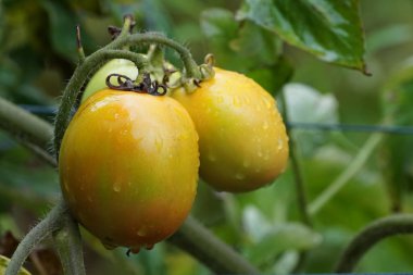 gündüz domates ile tarım alanı görünümü