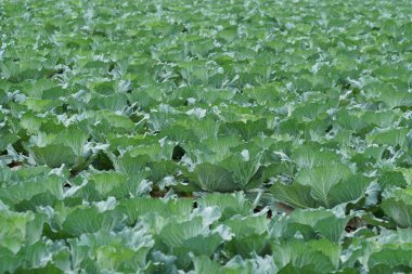 gündüz lahana ile tarım alanı görünümü