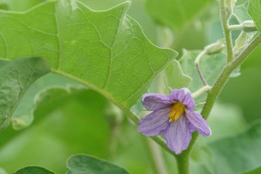 gündüz tarım alanının görünümü