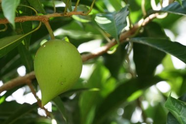 verim gündüz büyüyen meyve ağacının yakın 