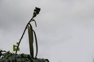 gündüz açık havada yeşil bitkilerin yakın 