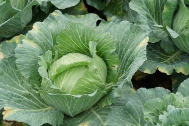 gündüz lahana ile tarım alanı görünümü