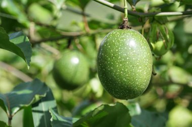 verim gündüz büyüyen meyve ağacının yakın 