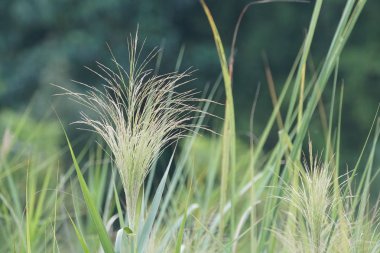 gündüz açık havada yeşil bitkilerin yakın 