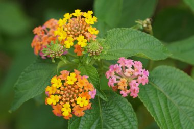 Açık büyüyen renk çiçekler yakın 