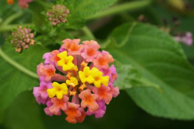 Açık büyüyen renk çiçekler yakın 