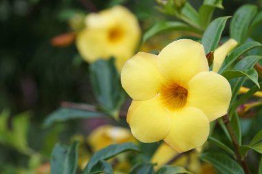 Açık büyüyen renk çiçekler yakın 