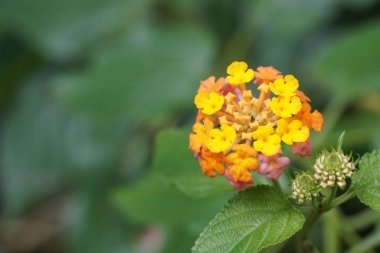 Açık büyüyen renk çiçekler yakın 