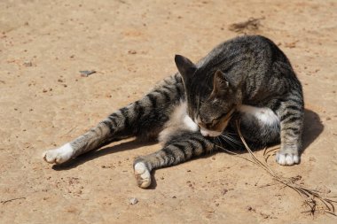 sevimli gri kedi rahatlatıcı açık 