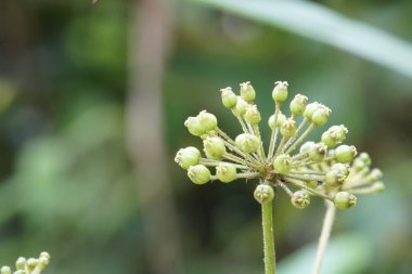gündüz açık havada yeşil bitkilerin yakın 