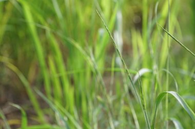 gündüz açık havada yeşil bitkilerin yakın 