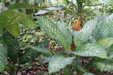 gündüz açık havada yeşil bitkilerin yakın 